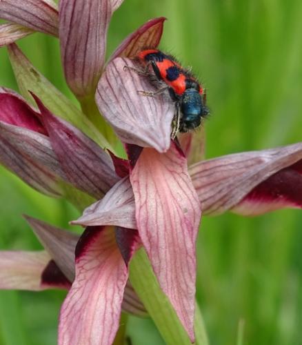 Réf. 183 013 : Trichodes alvearius